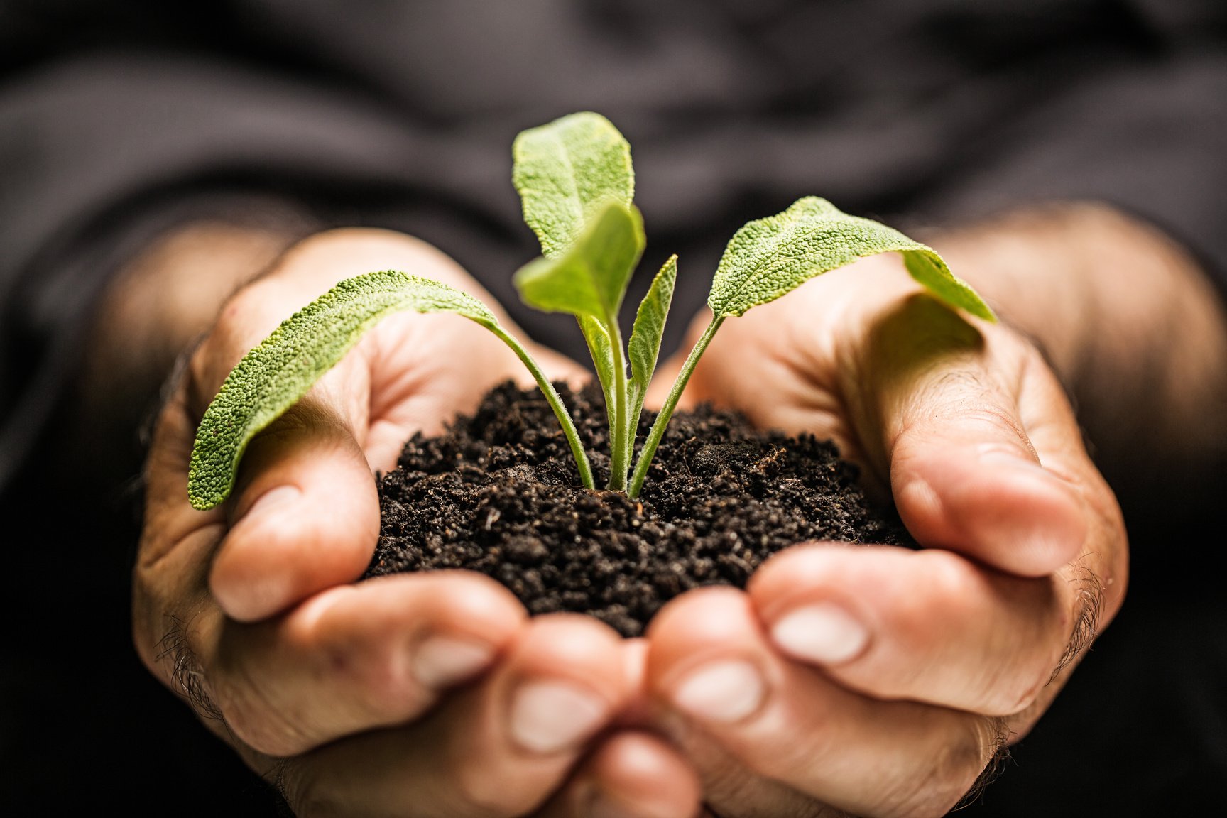 Plant Growing in Hand