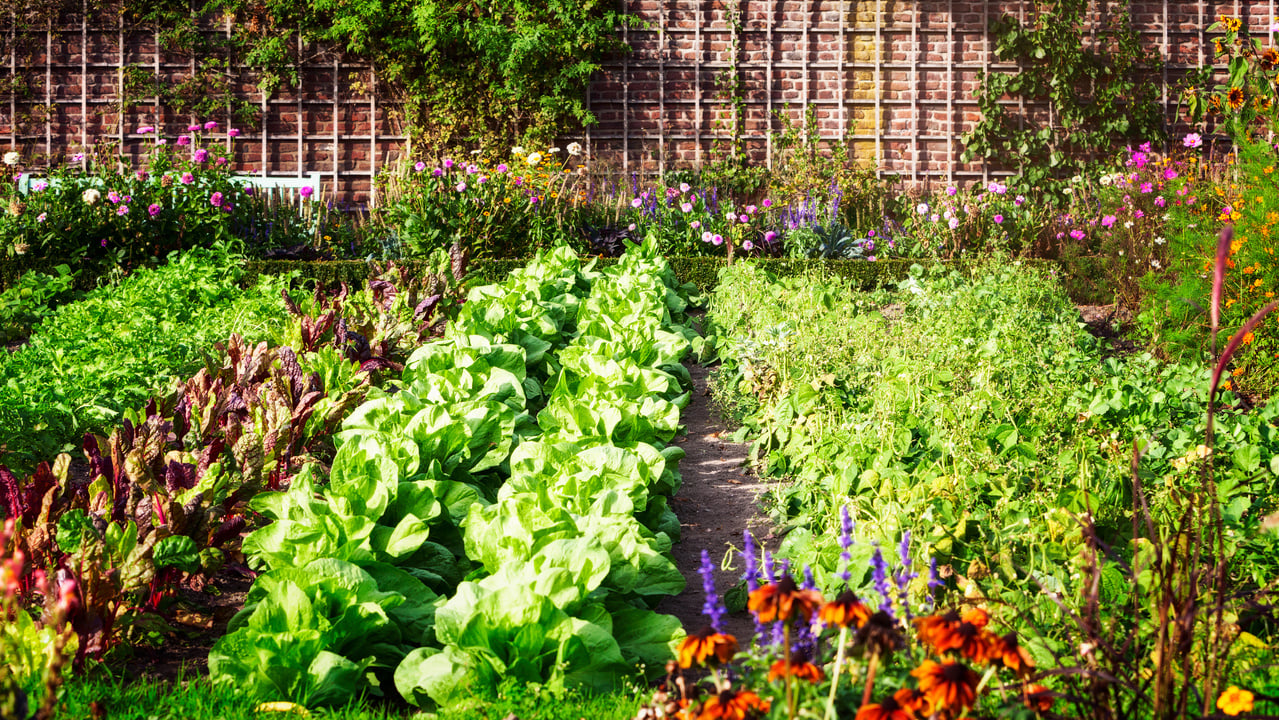 Vegetable garden